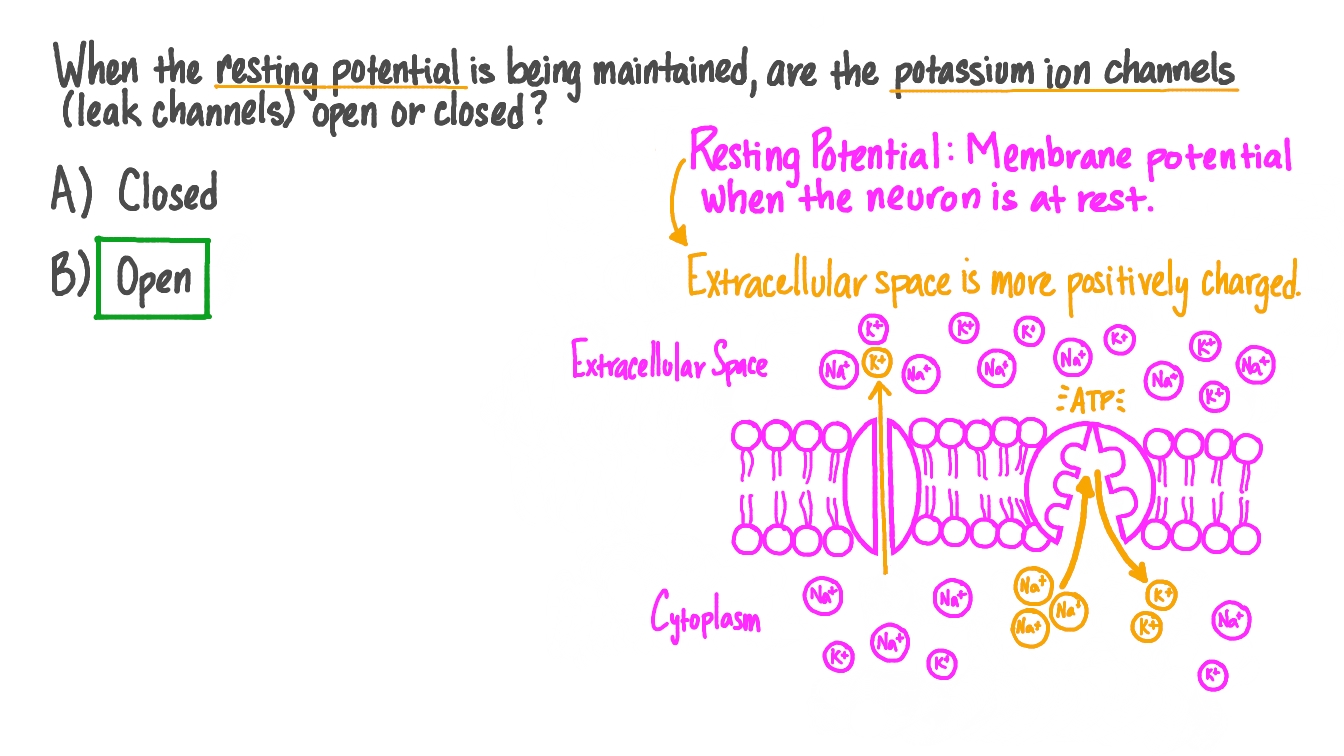 فيديو السؤال وصف حالة قنوات الأيونات عند الحفاظ على جهد