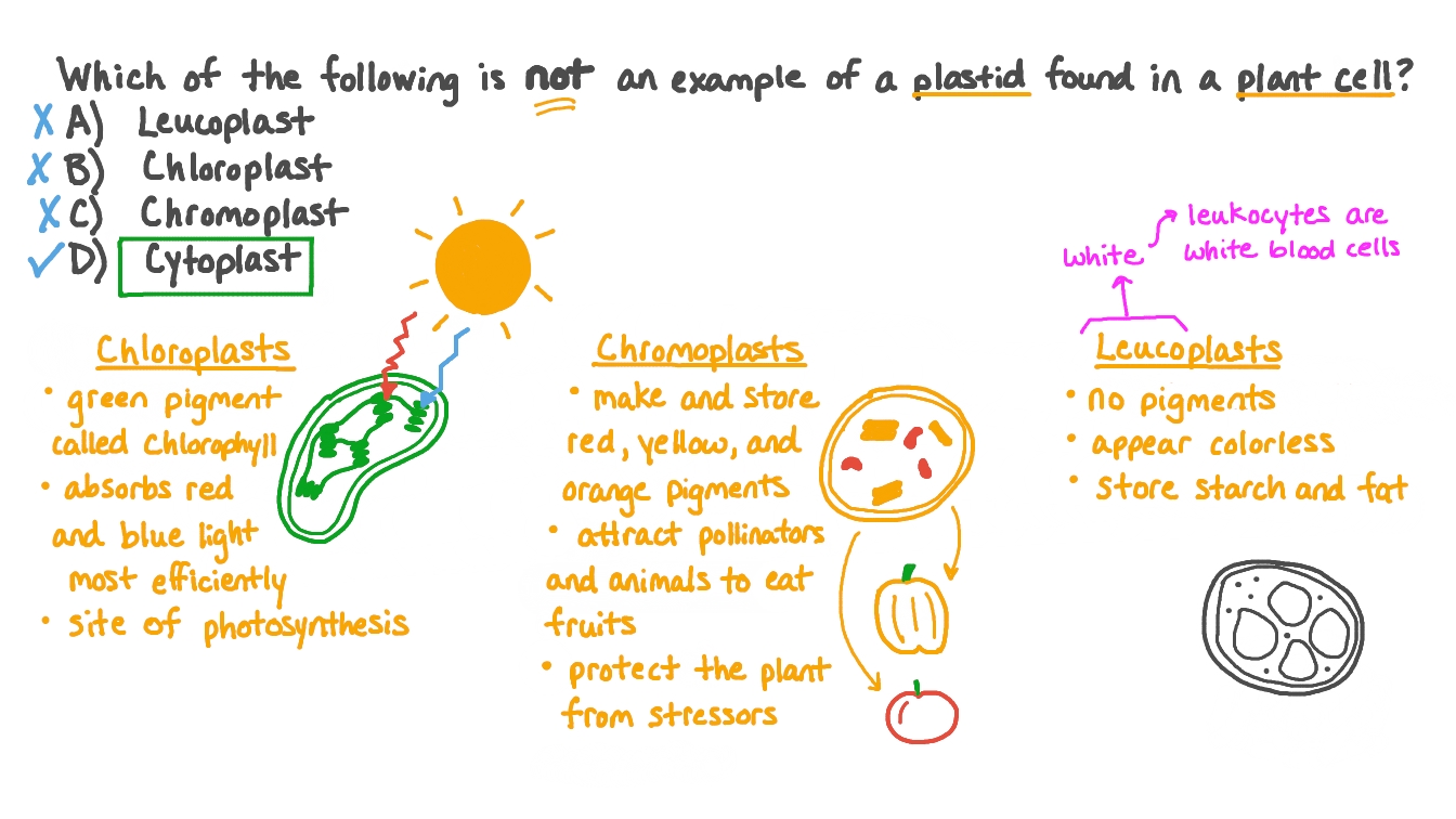 Question Video Recalling Types of Plant Plastids Nagwa