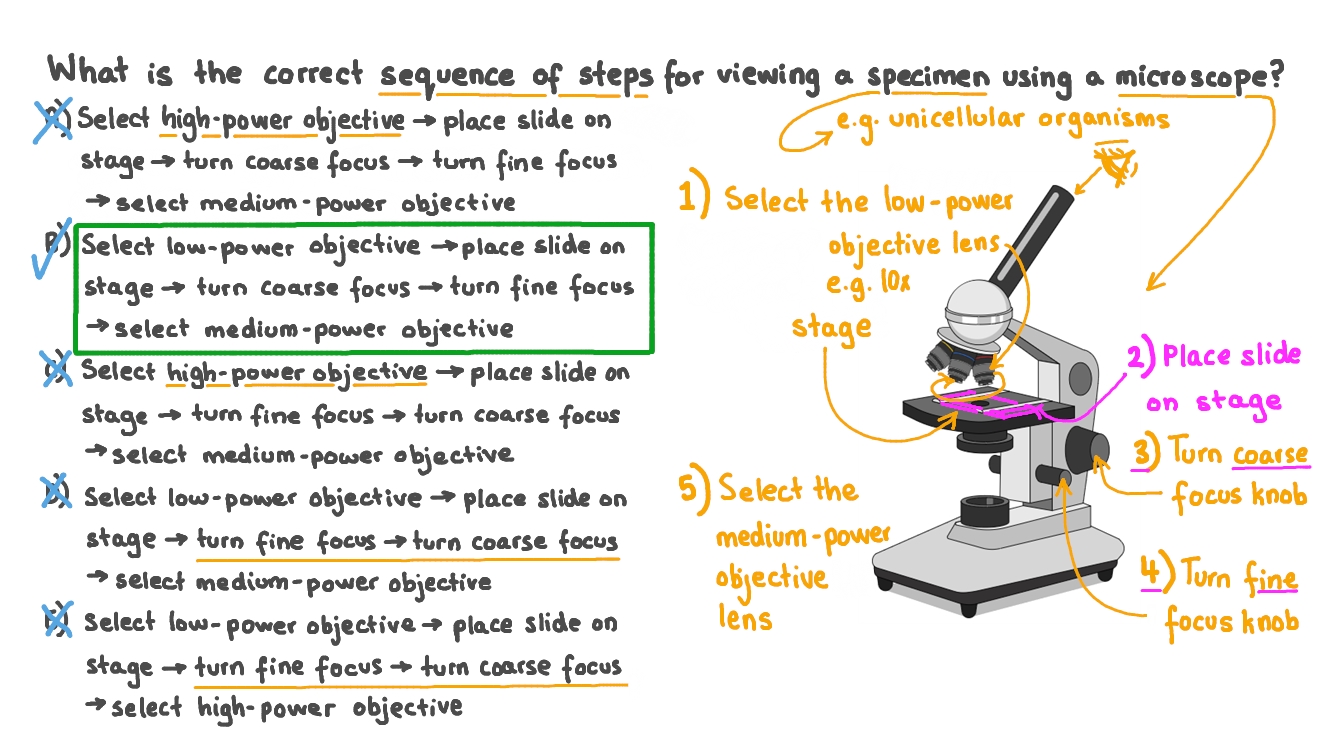 Using A Compound Light Microscope Worksheet Answers Shelly Lighting