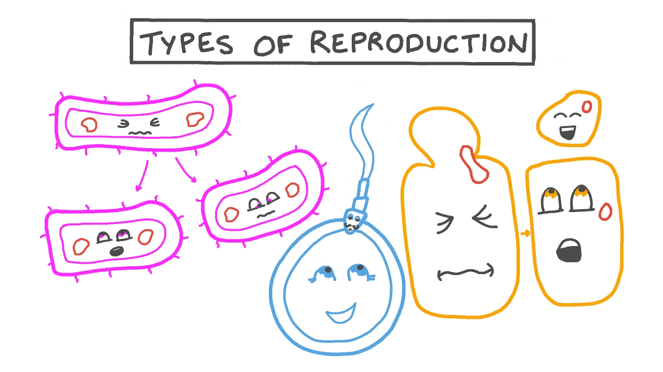 Lesson Types of Reproduction Nagwa