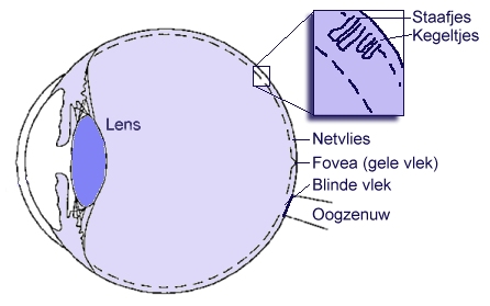 Natuurkunde.nl - Kleur Waarnemen