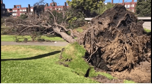 1 Person Hurt After Tree Falls Down in San Francisco - Vimarsana News