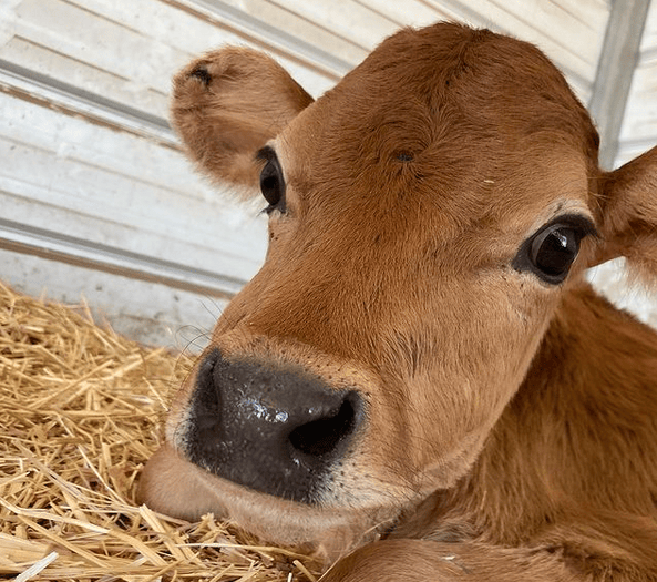 San Diego Sanctuary, Non-Profit Teams Up to Save Animals – NBC Bay Area - Vimarsana News