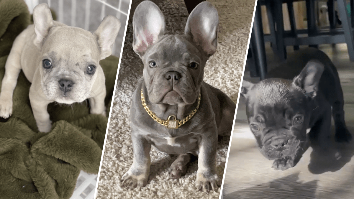 Are French Bulldogs Good For Apartment Units