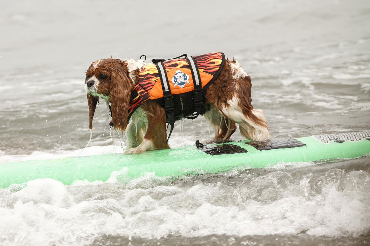 Hang 20 Dogs Ride Pacifica Waves in Annual Surfing Contest NBC Boston
