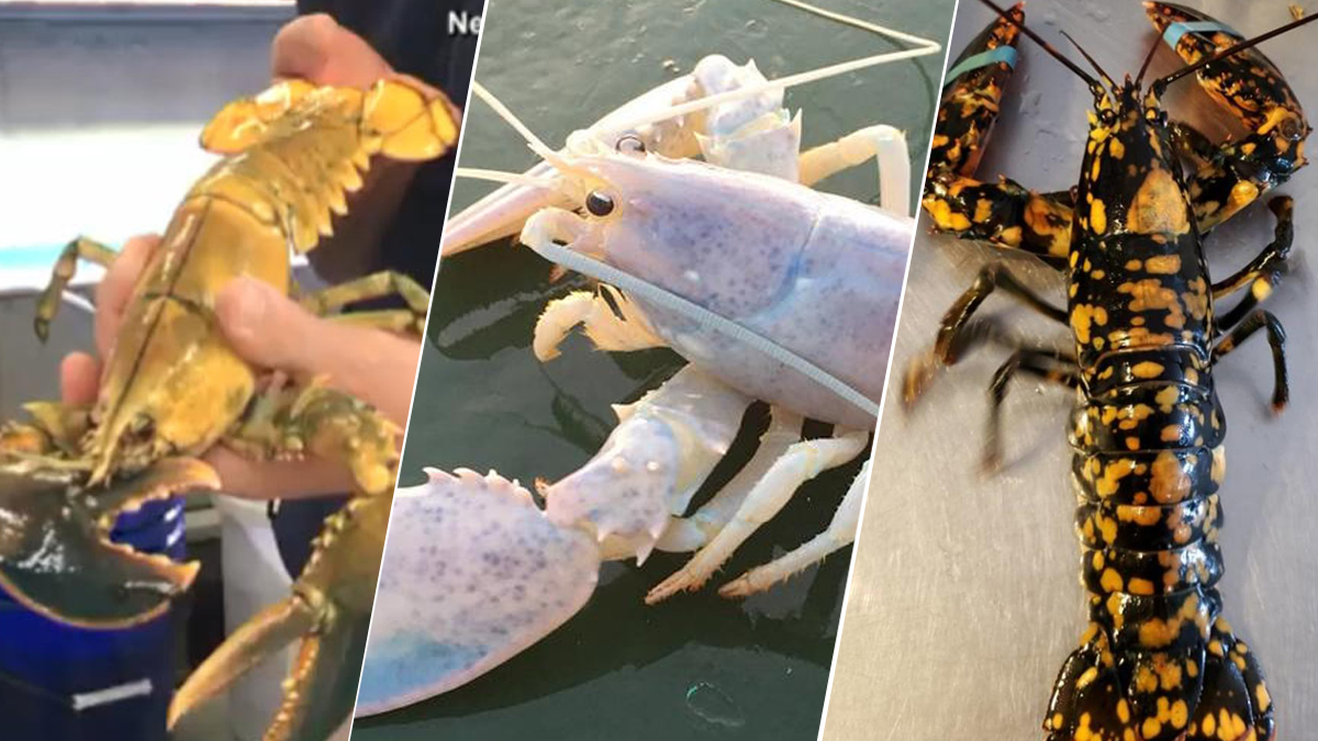 Rainbow Lobsters Rare Crustaceans Found in New England NBC Boston