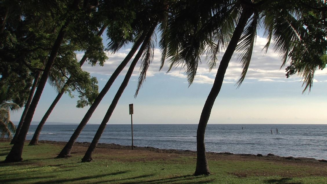 Boston Public Health Commission Medical Director Working Remotely in Hawaii - Vimarsana News