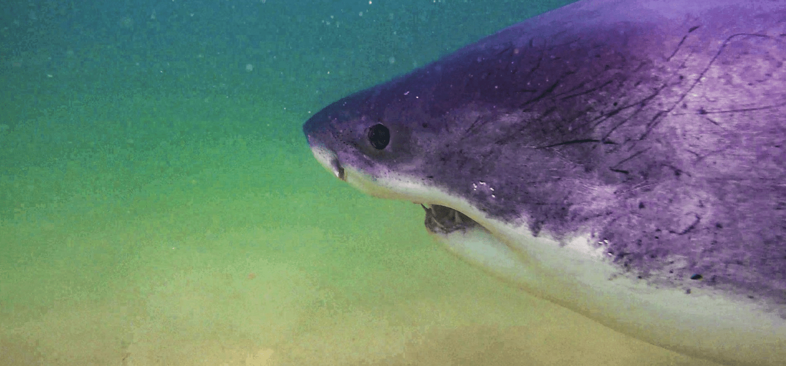 Cape Cod Sharks Multiple Great Whites Spotted This Week Off the