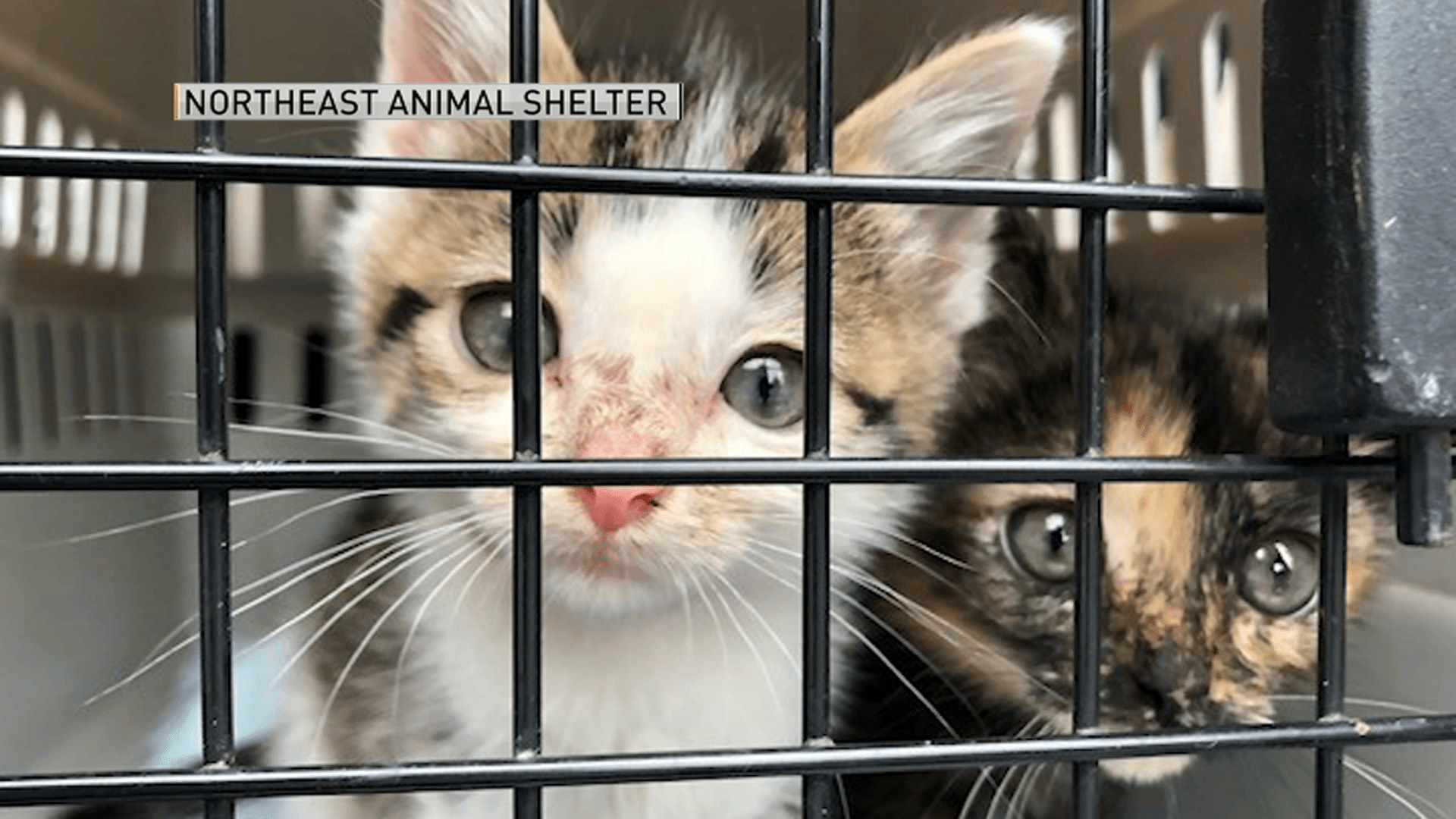 Dozens of Kittens Looking for Forever Homes in Mass NBC Boston