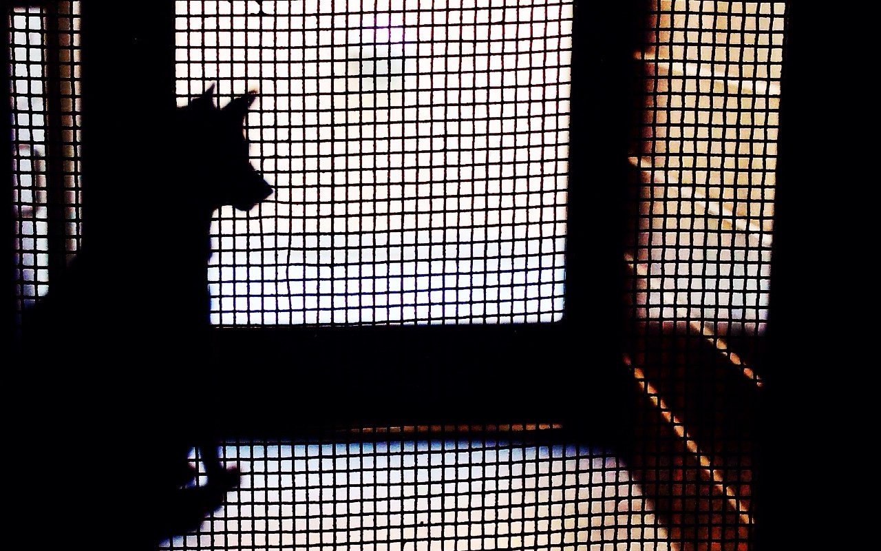 Overnight Fire Kills 100 Animals at Indianapolis Pet Store