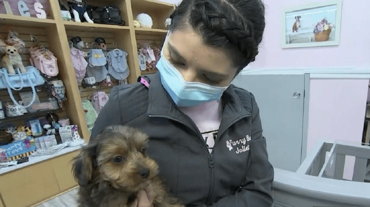 Pet Store Owner Says Proposed Illinois Law Will Force Business To Close - Vimarsana News