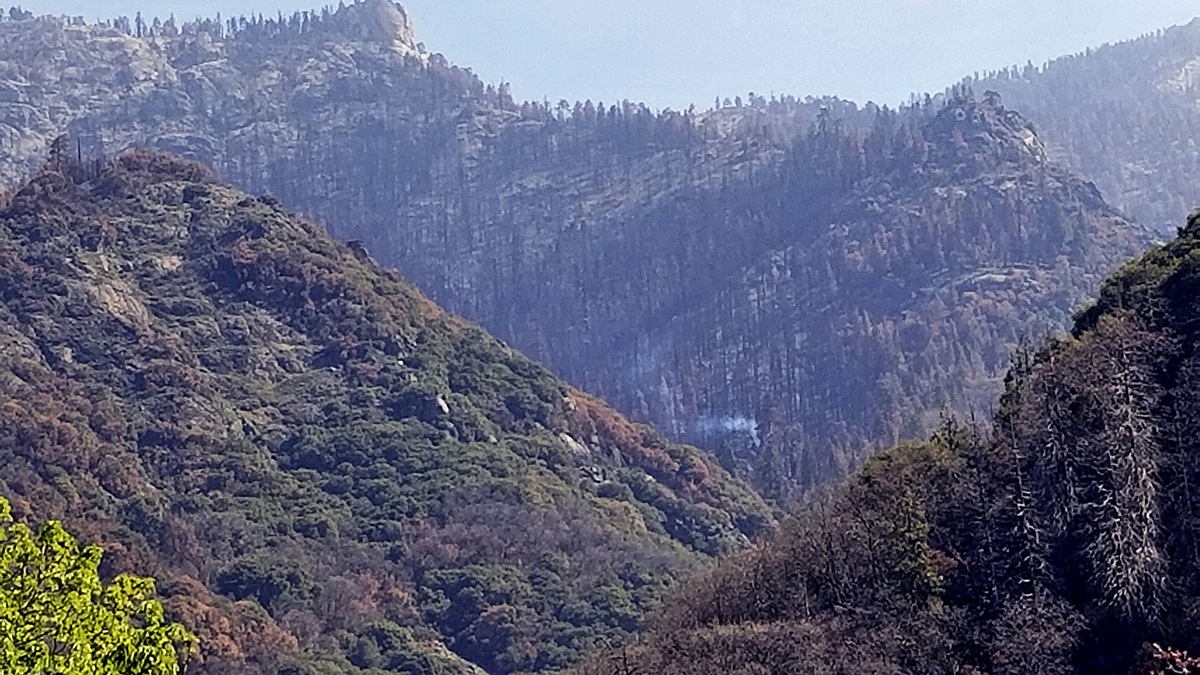 California Fire Killed 10% of World's Redwood Trees: Study – NBC Chicago - Vimarsana News