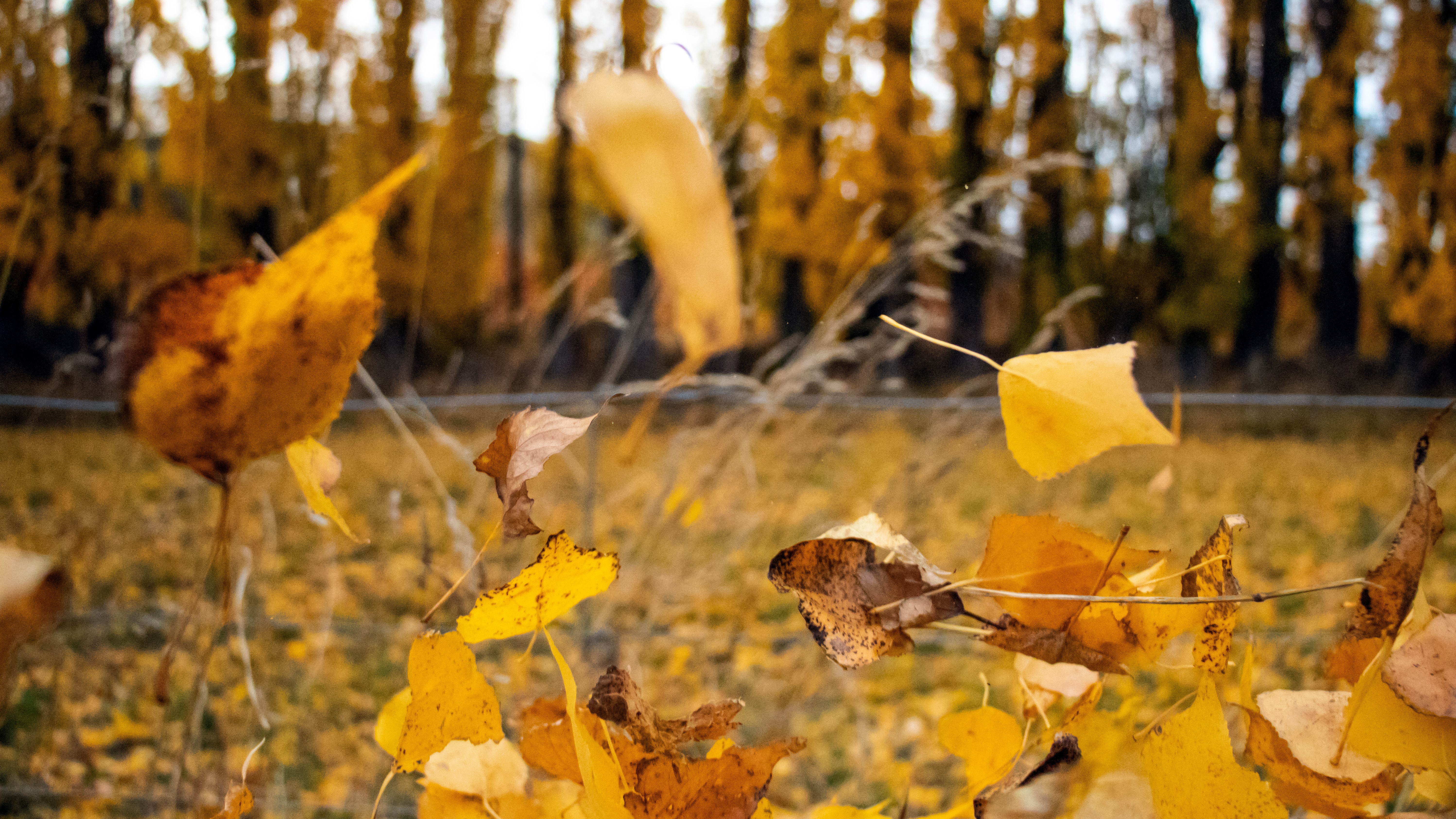 First Day of Fall Arriving in Chicago Area