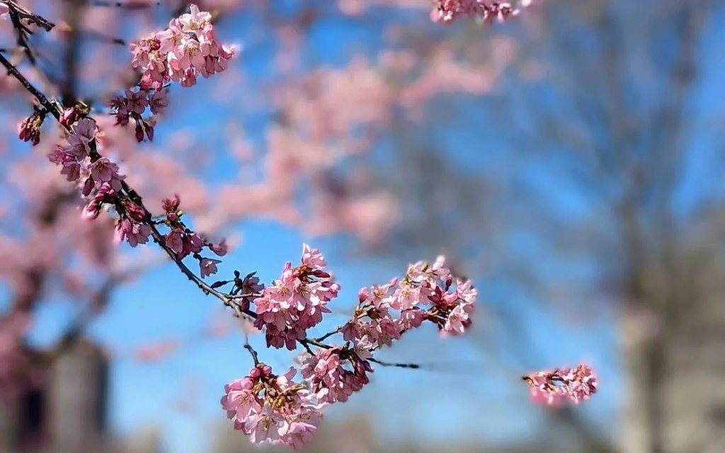 See Chicago’s Jackson Park Cherry Blossoms in Full Bloom Before They’re