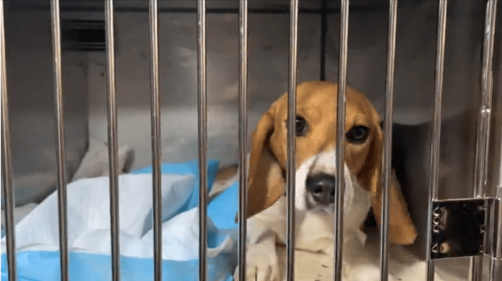 PHOTOS 36 Rescued Beagle Pups Arrive at Chicago AntiCruelty Society
