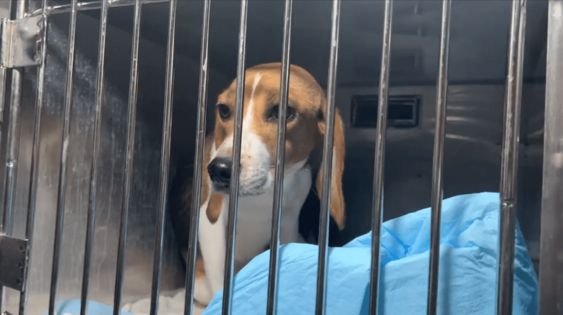 PHOTOS 36 Rescued Beagle Pups Arrive at Chicago AntiCruelty Society