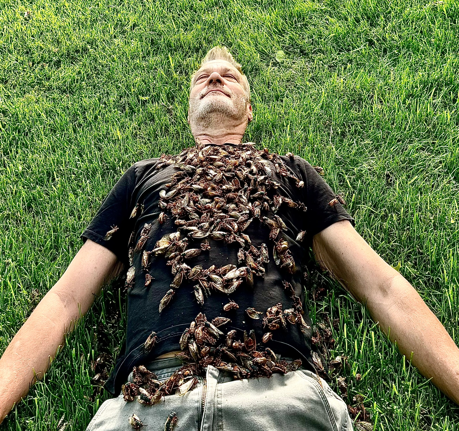 Stunning images show scope of cicada emergence in Illinois NBC Chicago