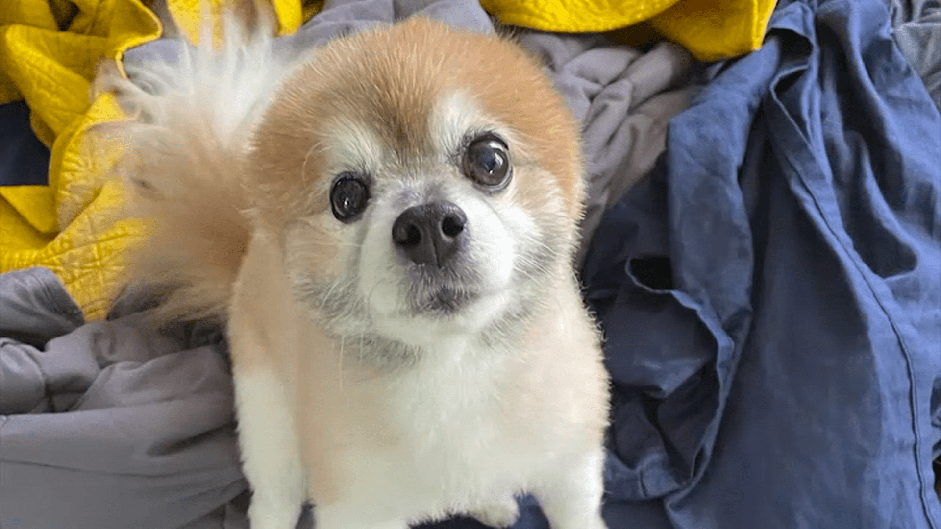Berwyn family seeks return of dog taken in stolen vehicle – NBC Chicago