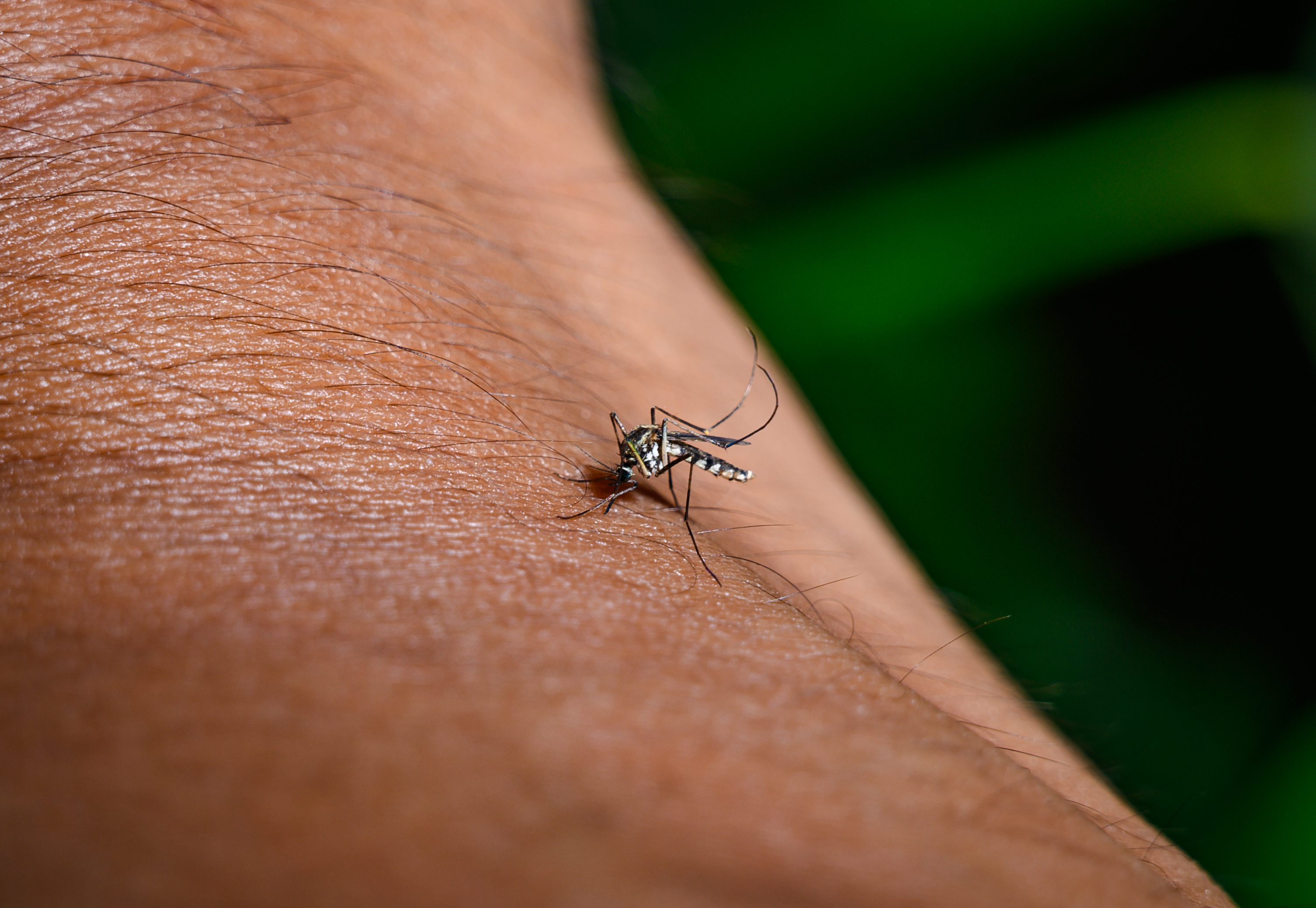 CDC warns of mosquito-borne chikungunya outbreak in southeast China – NBC Chicago