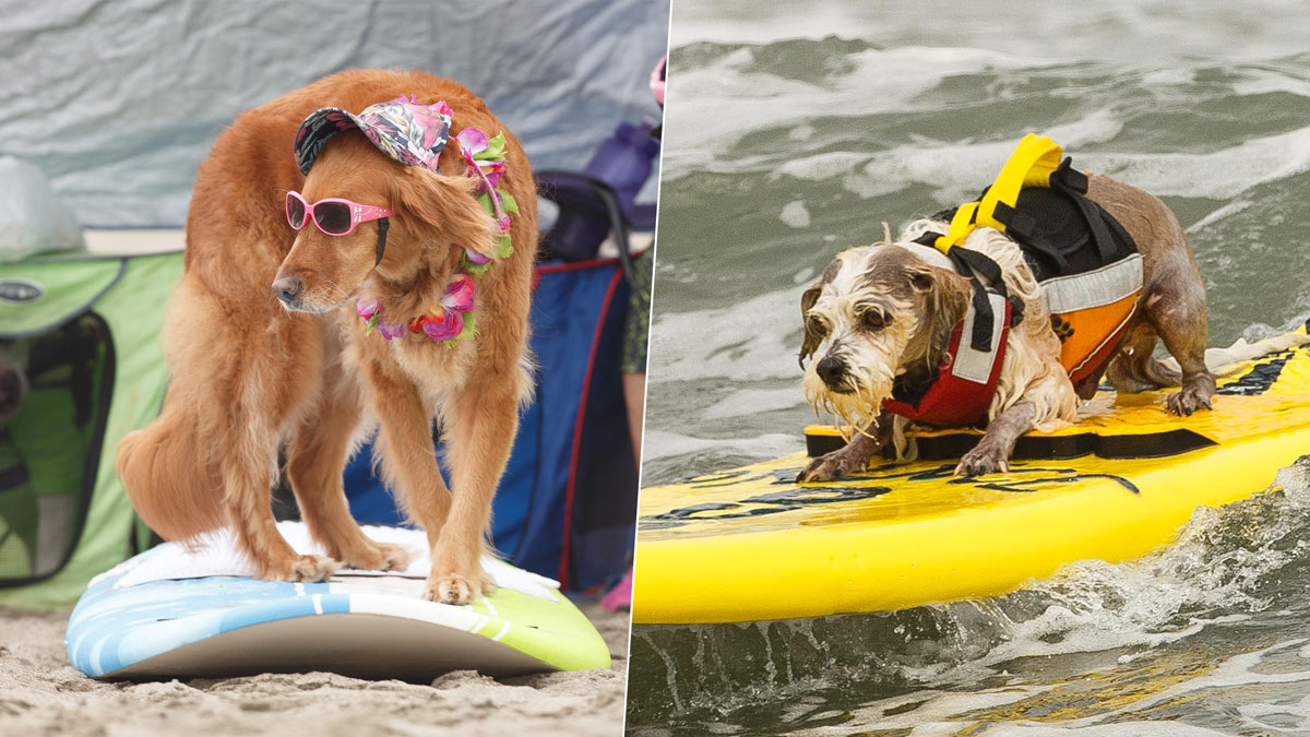 Hang 20 Dogs Ride Pacifica Waves in Annual Surfing Contest NBC