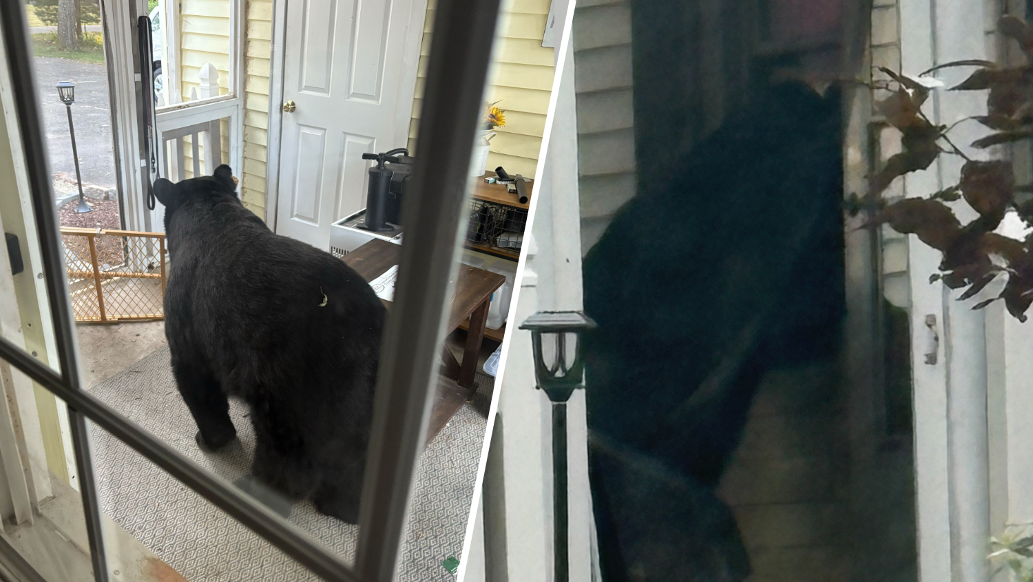 Midnight Snack: Teen Wakes to Bear Break-In at Simsbury Home!