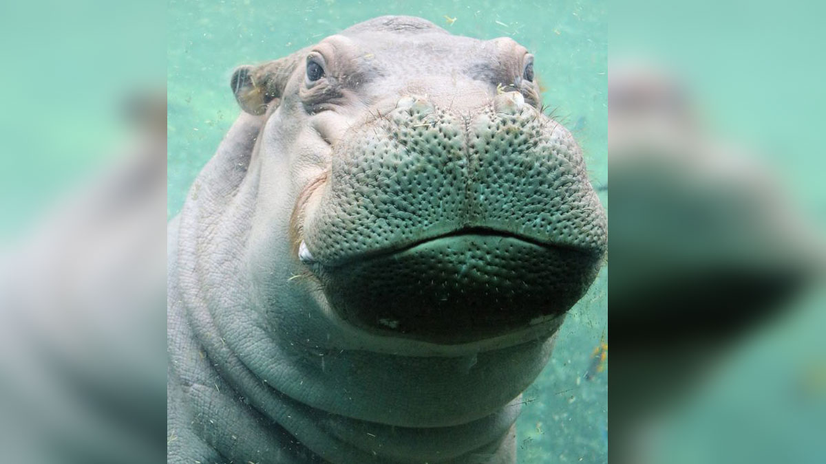 Zoo Tweets Video of Adorable Hippo Enjoying the Water NBC 5 Dallas