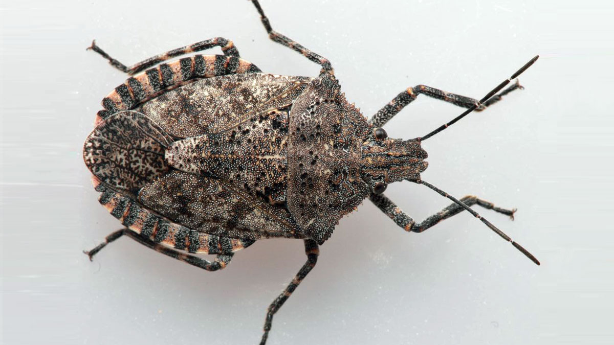 Hidden Threat Identifying Kissing Bugs NBC 5 DallasFort Worth