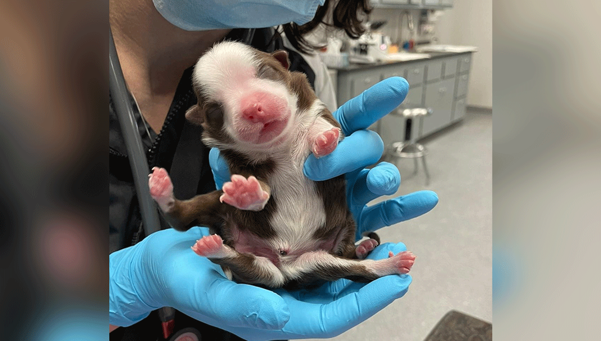Meet Skipper, the 'Miracle' Puppy Born With 6 Legs and 2 Tails – NBC 5 Dallas-Fort Worth - Vimarsana News