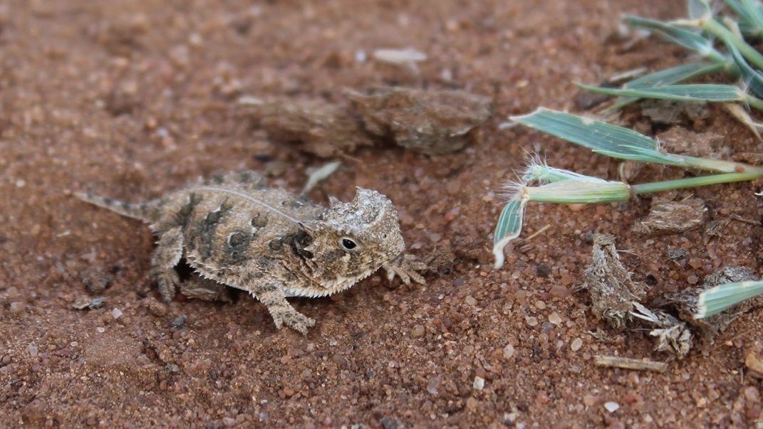 Endangered Horned Lizard at Fort Worth Zoo Reintroduced to Wild NBC 5