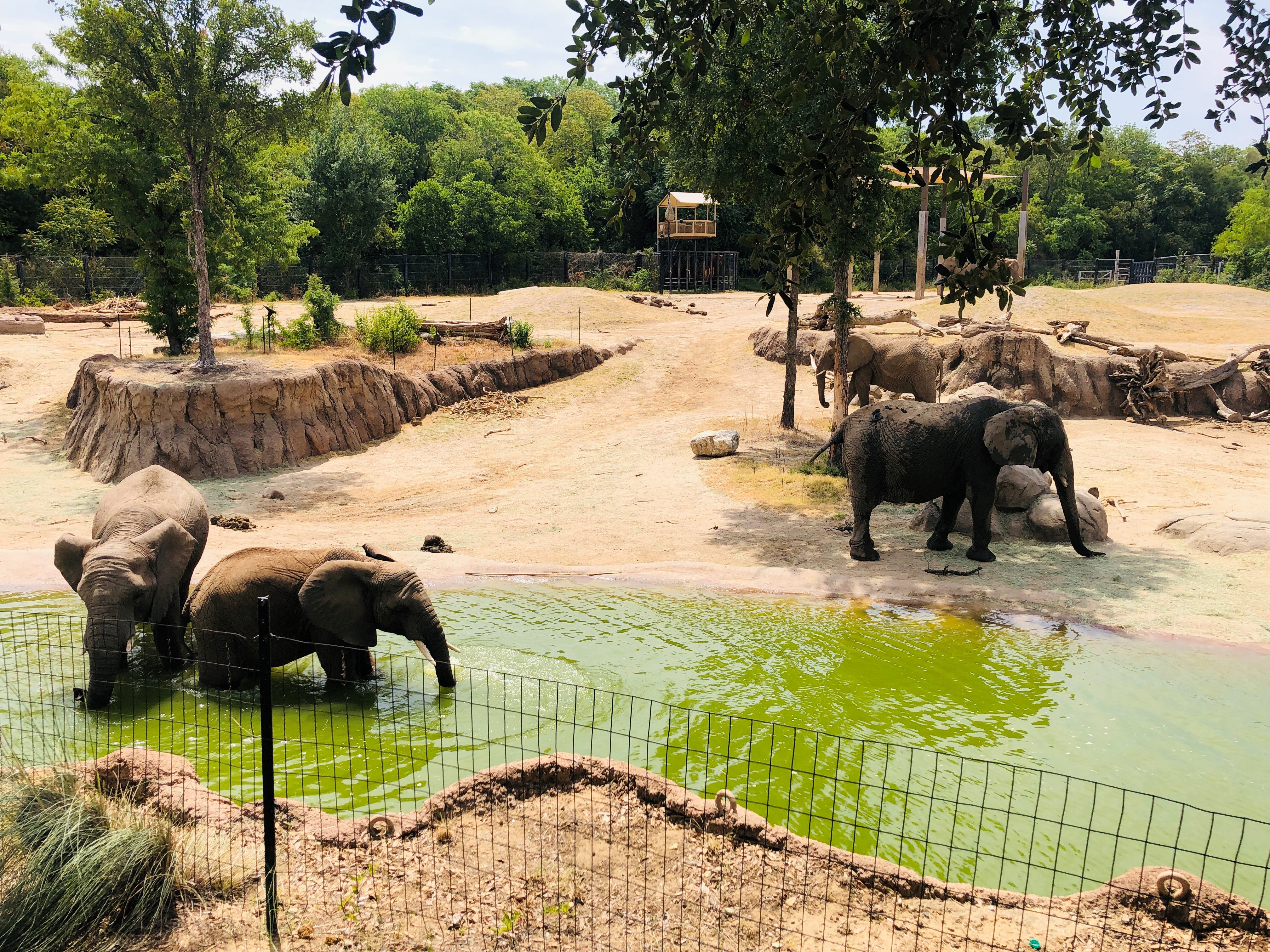 The dollar days are scheduled for thursday, july 21, and. How the Dallas Zoo Kept Visitors Cool on Dollar Day NBC 5 DallasFort