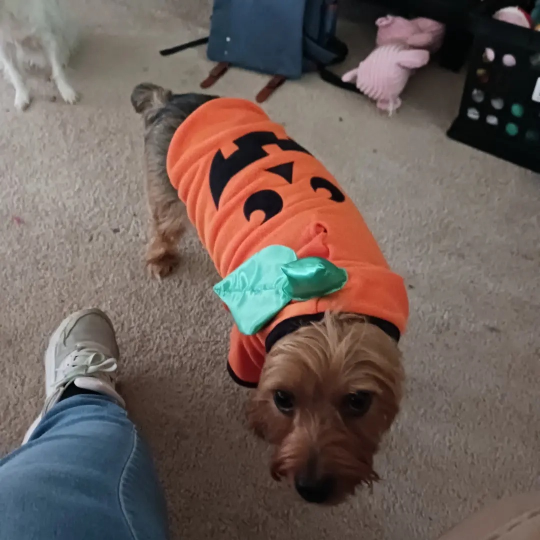 Photos North Texans share their Halloween décor and costume NBC 5