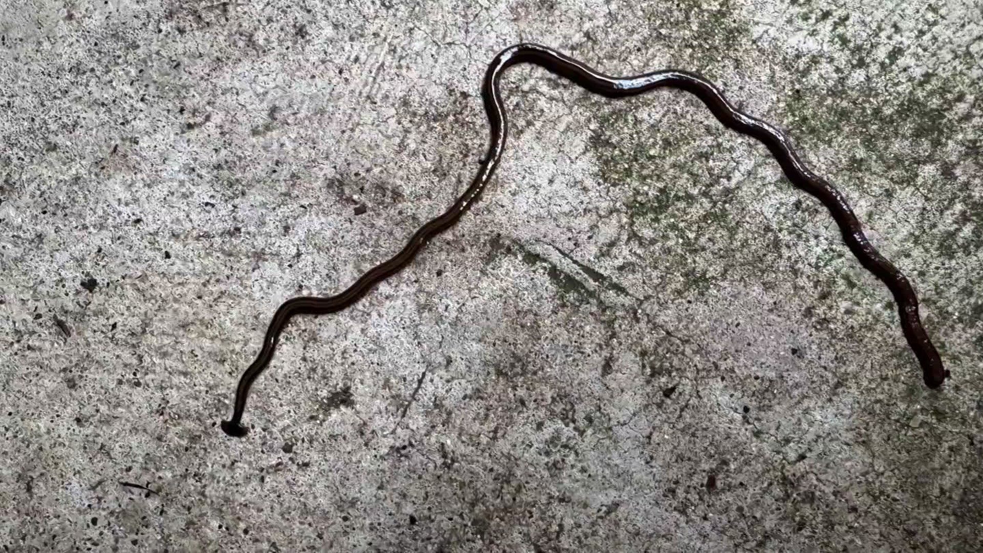 Here’s what to do if you see a toxic, invasive hammerhead worm NBC 5