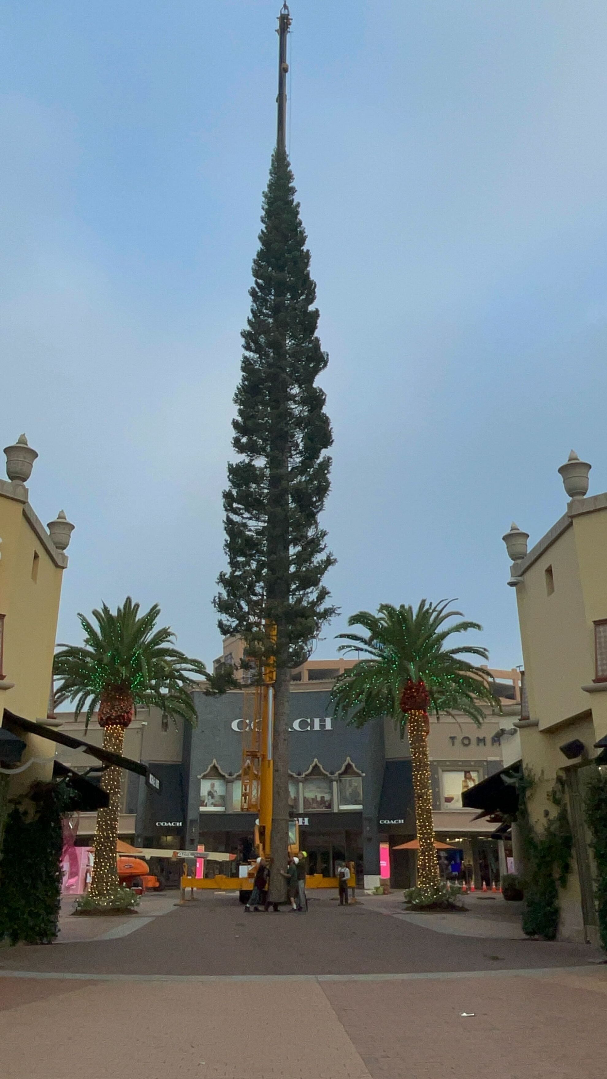 Citadel Outlets Christmas Tree Lighting 2023 The Citadel’s Colossal Fresh Cut Christmas Tree Just Arrived NBC Los
