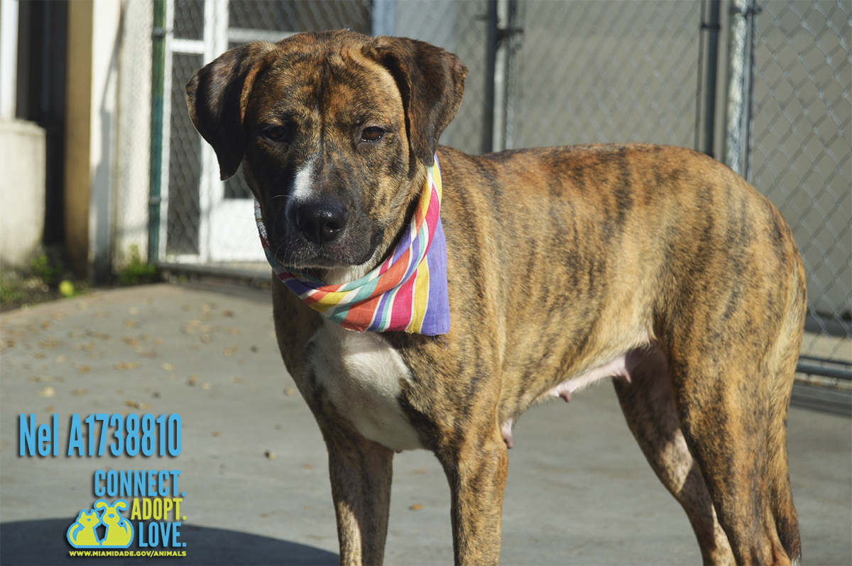 MiamiDade Animal Services Adoptable Pets Jan. 12, 2016