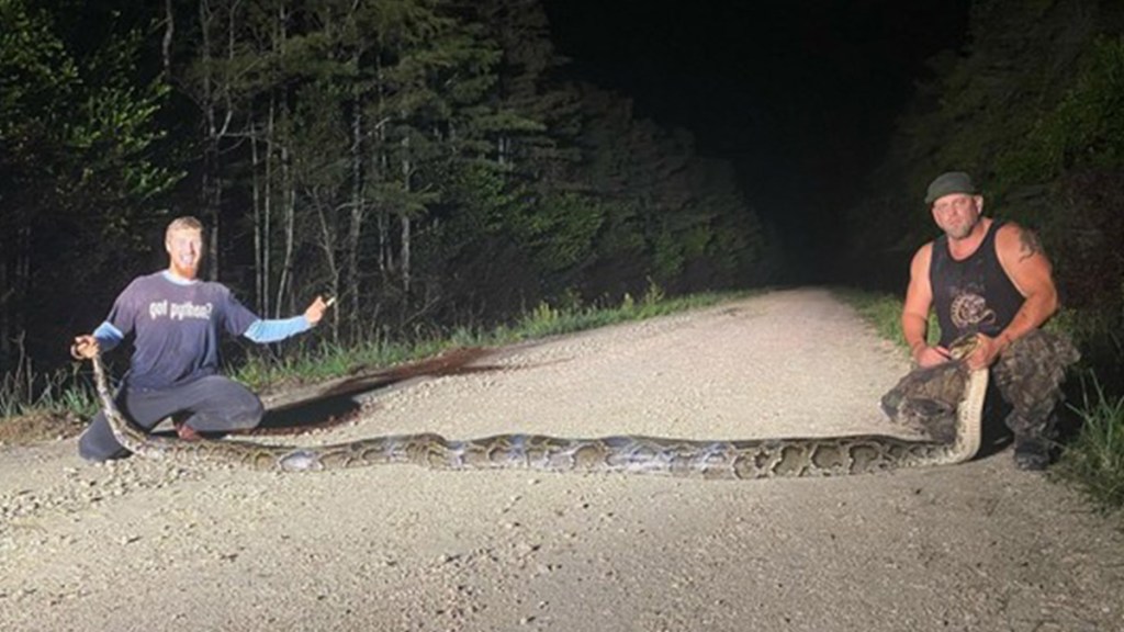 RecordBreaking 18 Foot Burmese Python Captured in the Everglades NBC
