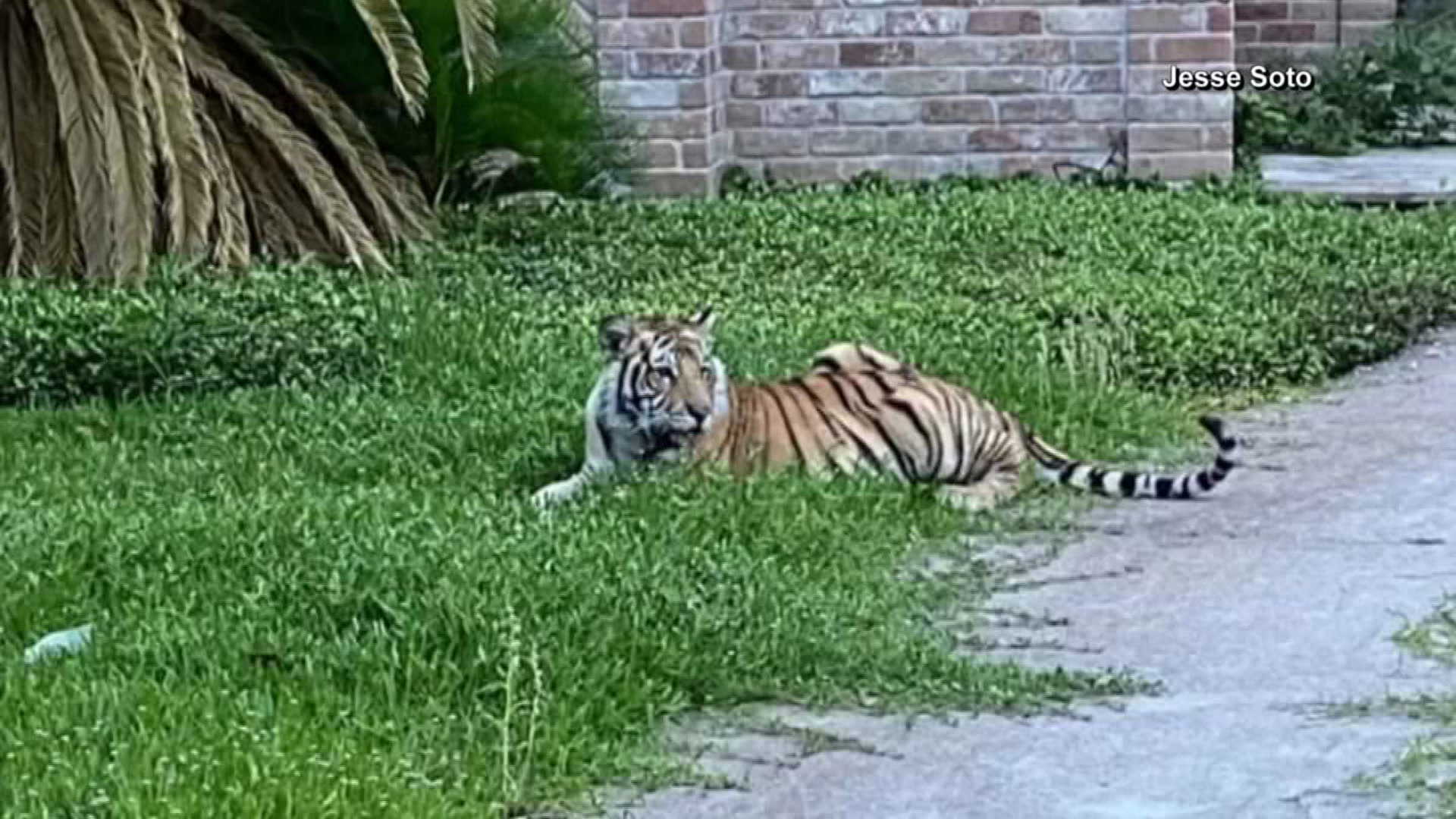 No Sign of Houston Tiger as Alleged Owner Returns to Jail – NBC New York - Vimarsana News