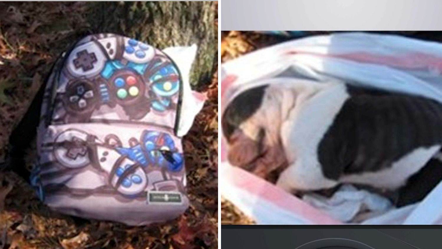 Remains of Bulldog Puppy Found
