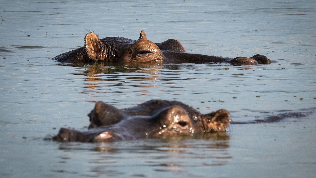 New Jersey man sues safari tour operator after rampaging hippo killed his spouse in Africa