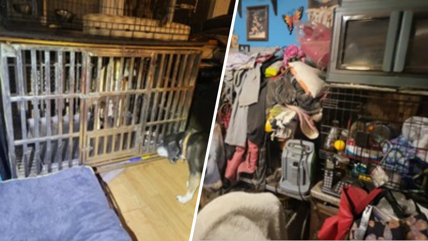 Almost 50 canine, cats and a chicken discovered residing in squalid situations at Lengthy Island residence
