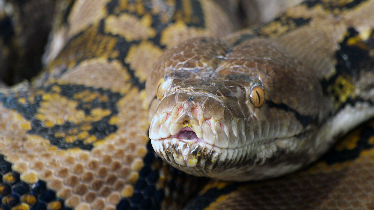 Woman Found Dead With 8Foot Python Around Her Neck in