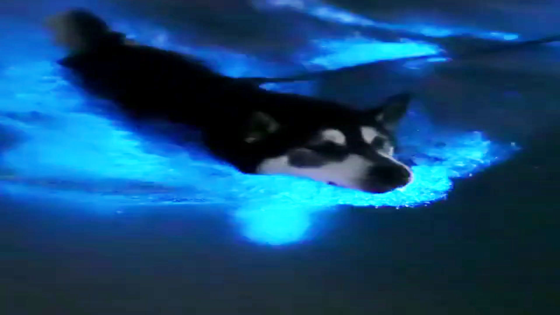 Blue Waves Dog – NBC 7 San Diego - Vimarsana News