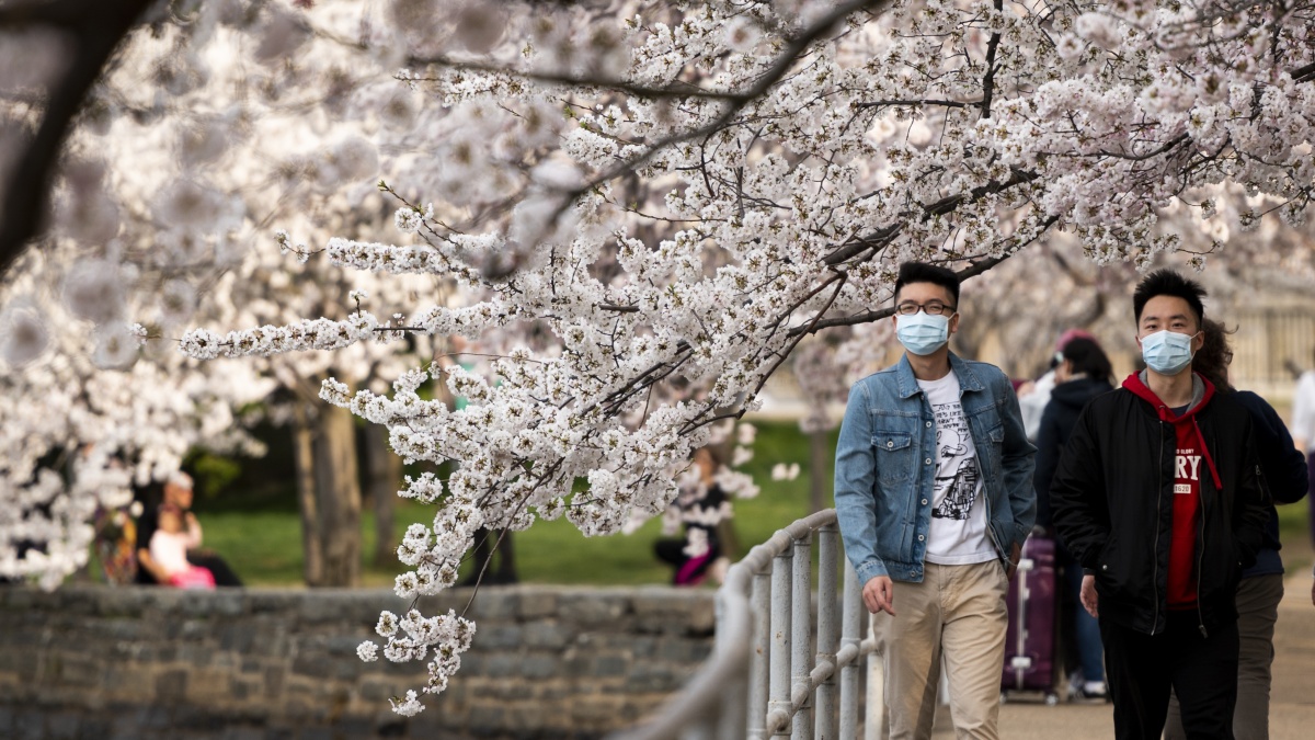 Cherry Blossom Peak Bloom Dates Predicted for April 2-5 - Vimarsana News