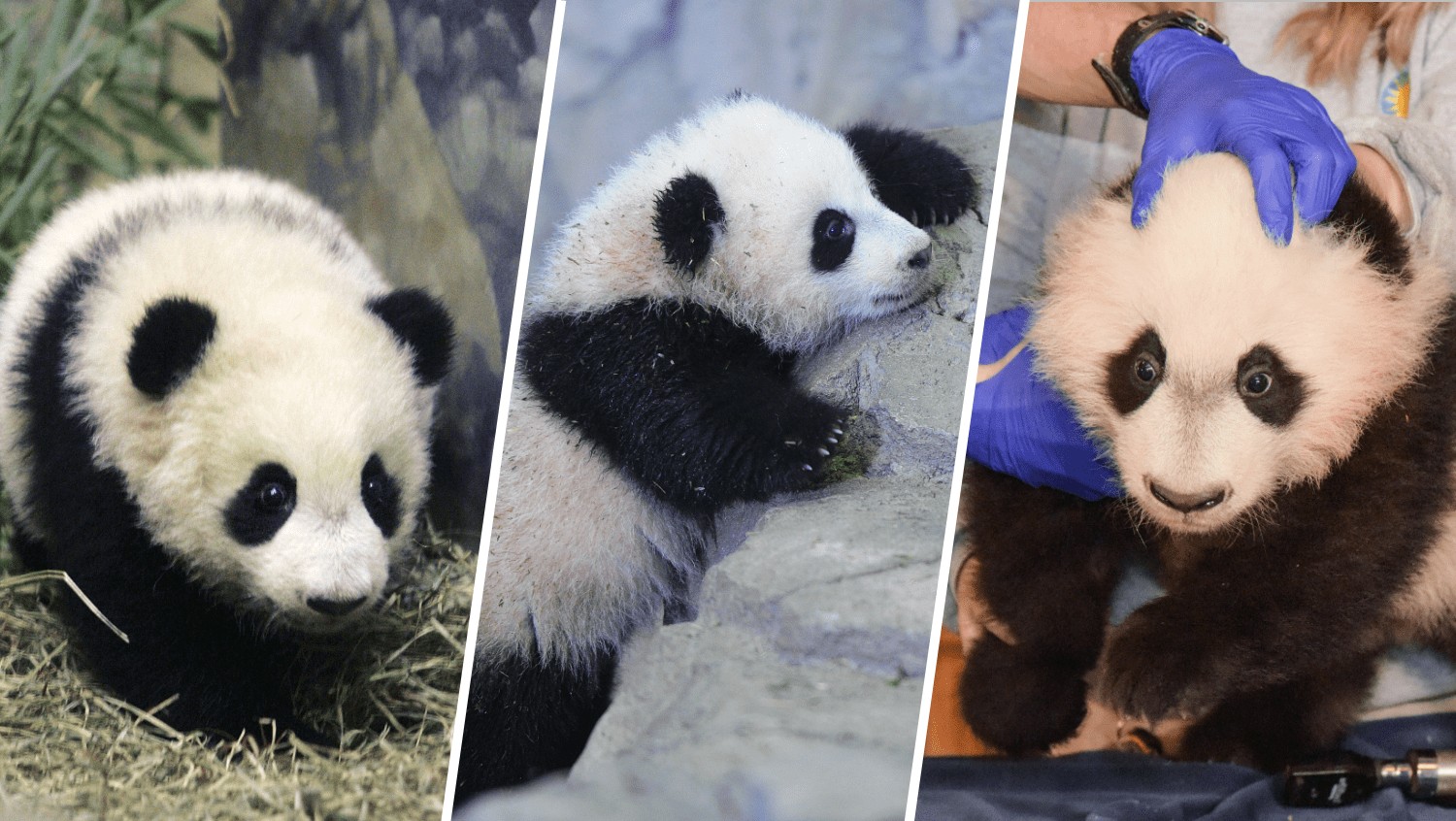 National Zoo pandas leave DC in emotional goodbye NBC4 Washington