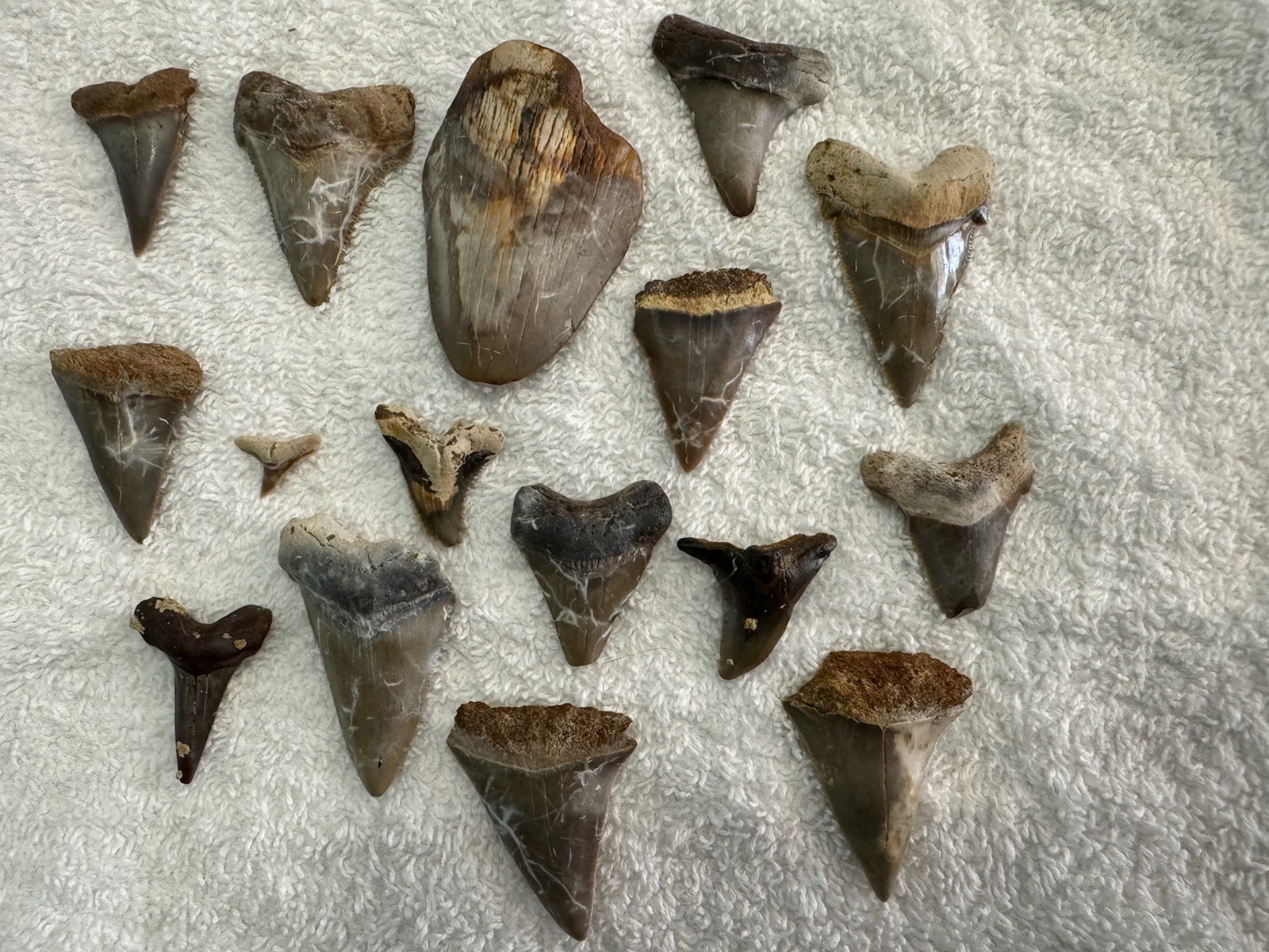South Carolina fossil hunt unearths ‘monster’ megalodon tooth NBC4