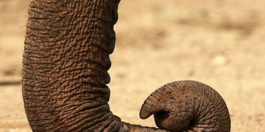 Mais à quoi sert la trompe de l'éléphant