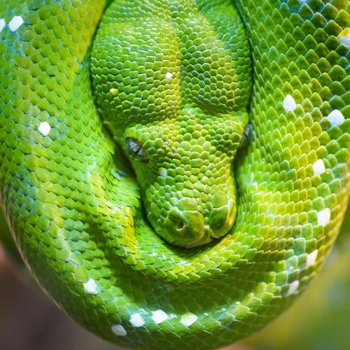 Détenir des animaux non domestiques Ooreka