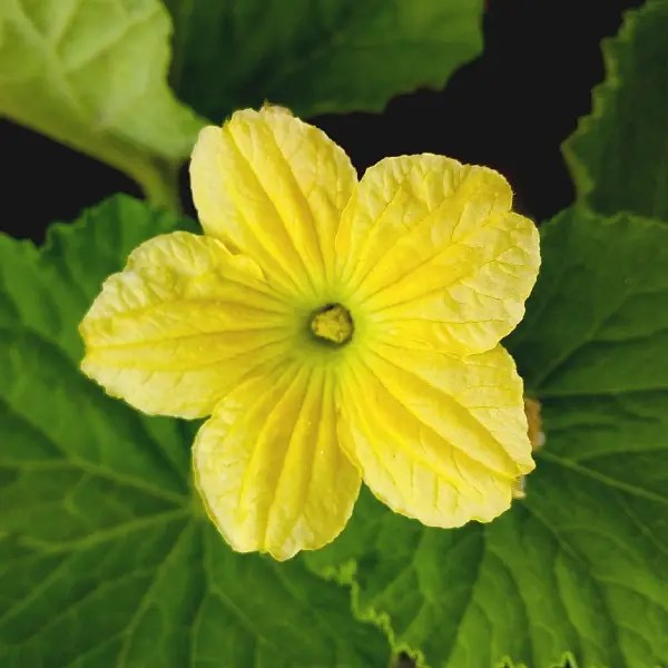 Parfoom Makarem Oud Elite