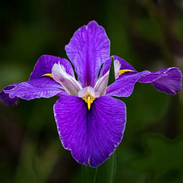 Parfoom Arabian Leather Arabian Oud