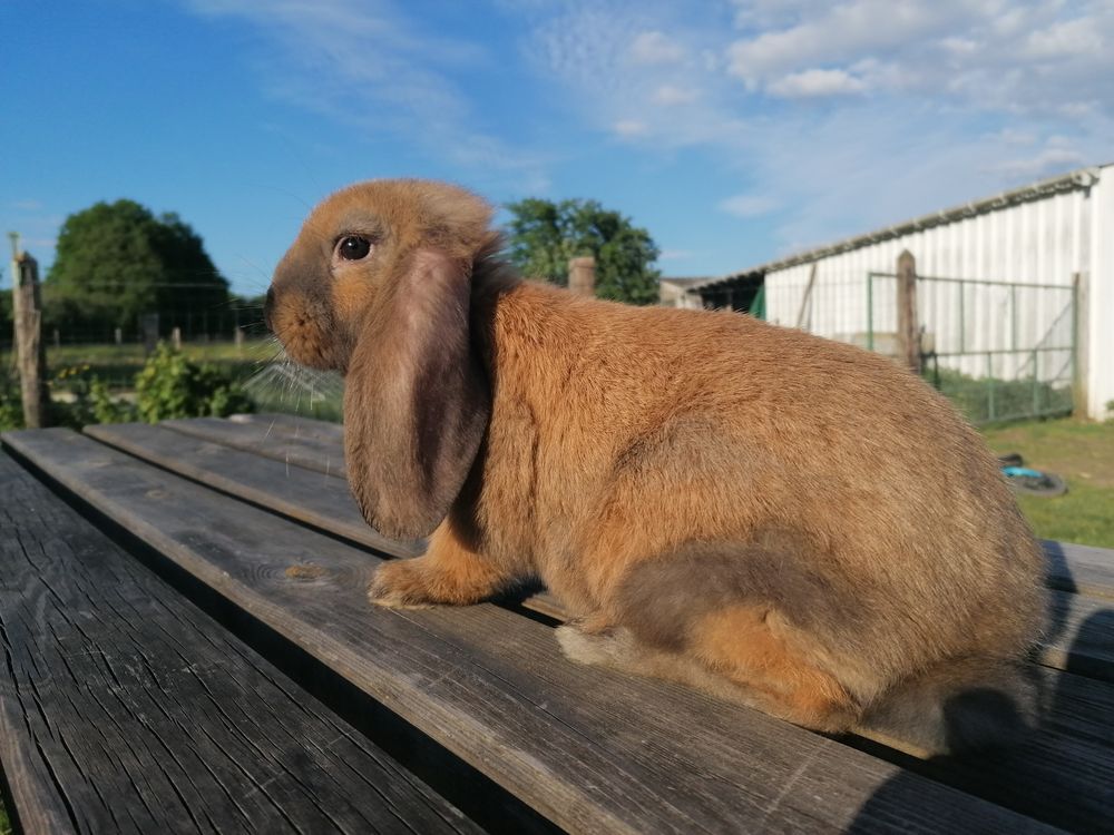 Lapin dans l' Orne (61) annonces de lapins à vendre ou
