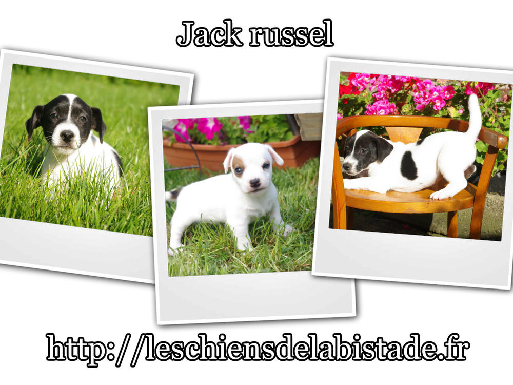 Jack russel chien, chiot annonces chiens et chiots à